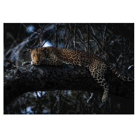 Vlies Fototapete - Panthera - Größe 400 X 280 Cm