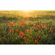 Vlies Fototapete - Poppy World - Größe 450 X 280 Cm